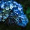 手鞠花