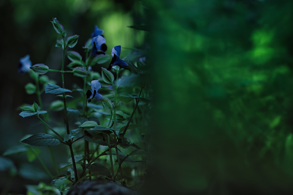 spiderwort