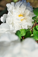 白いドレスの踊り子