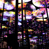見上げる花畑