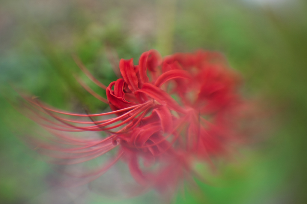 霞み花