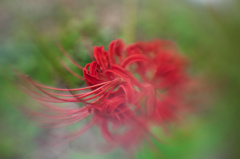 霞み花