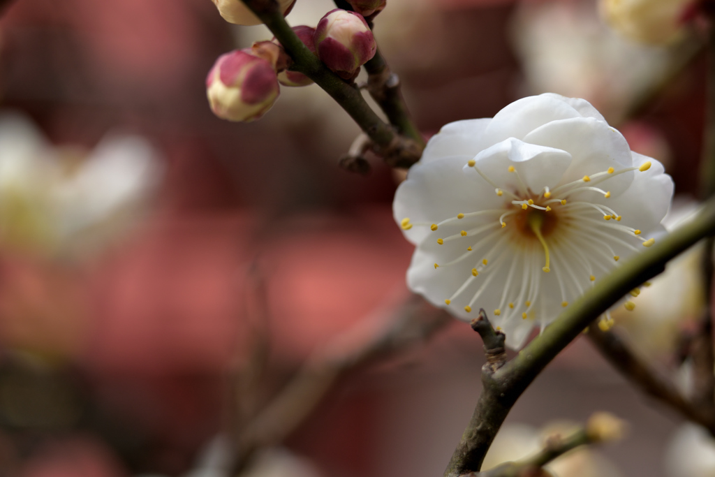 今年のお顔