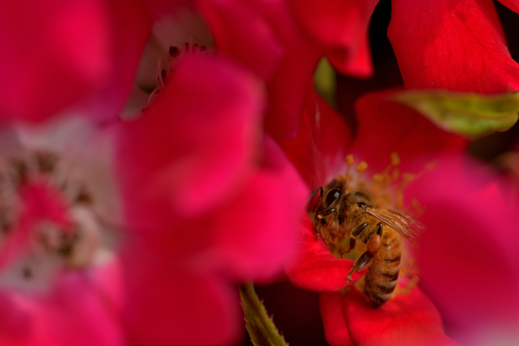 蜜です。