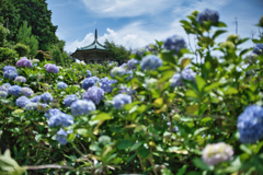 花波