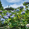 花波