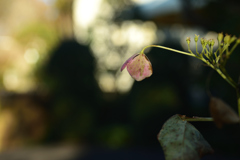 紫陽花の残り香