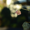 紫陽花の残り香