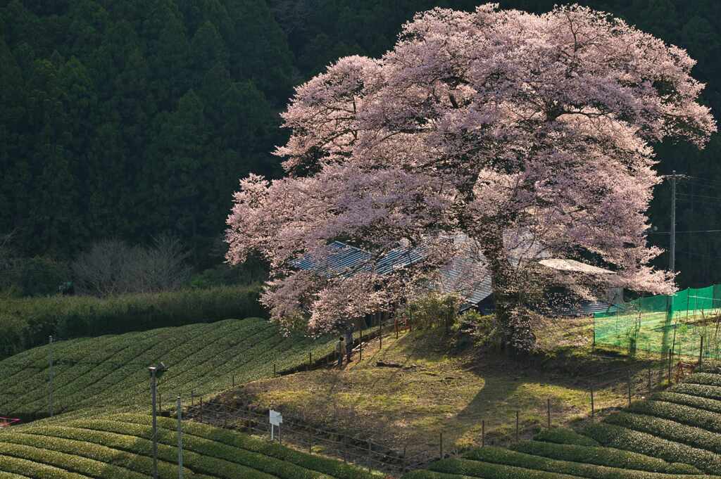 朝日浴びて