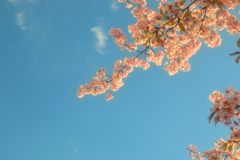 青空と桜