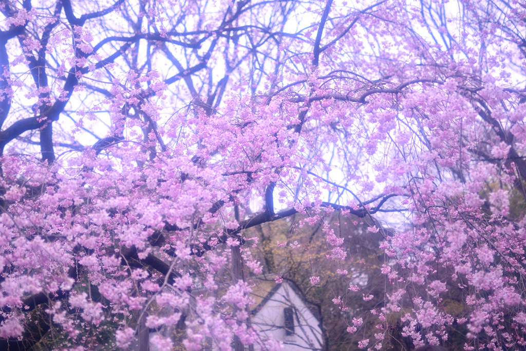 霞む枝垂桜