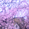 霞む枝垂桜