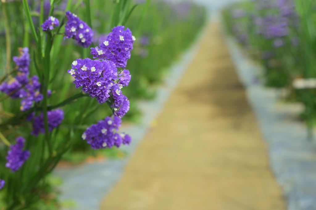 春の花1