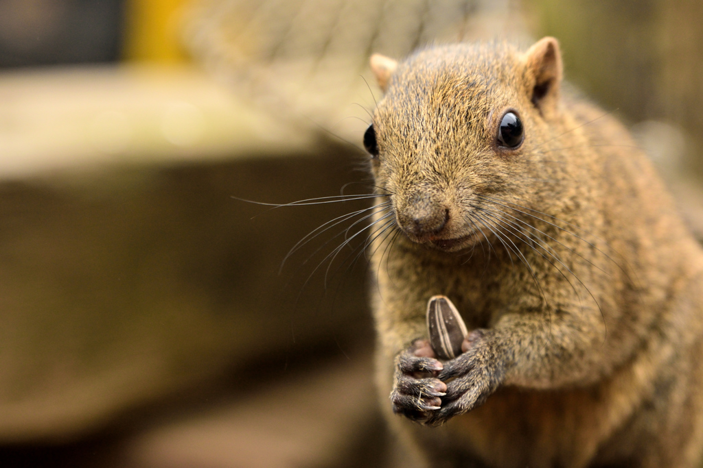 いいもの見つけましたぜ