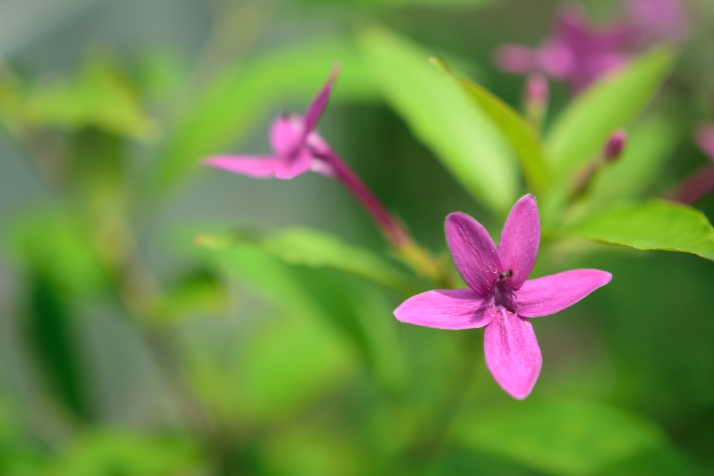 植物園にて７