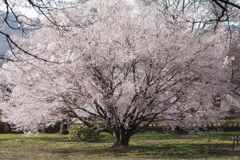 宇宙桜