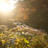autumn moments