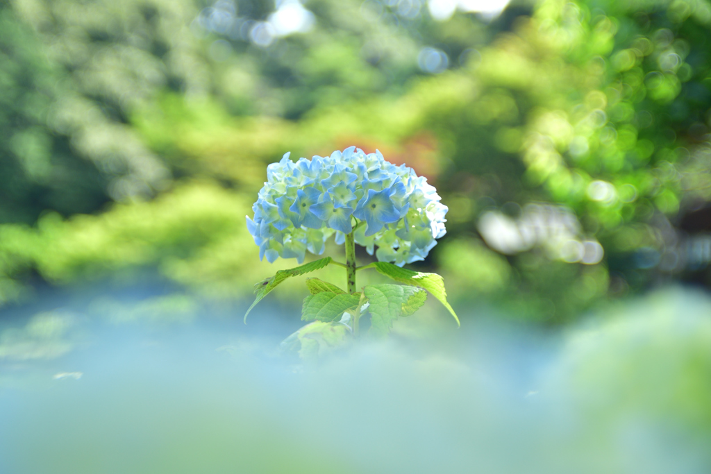 染まり始めの紫陽花