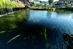 透き通る池の魚