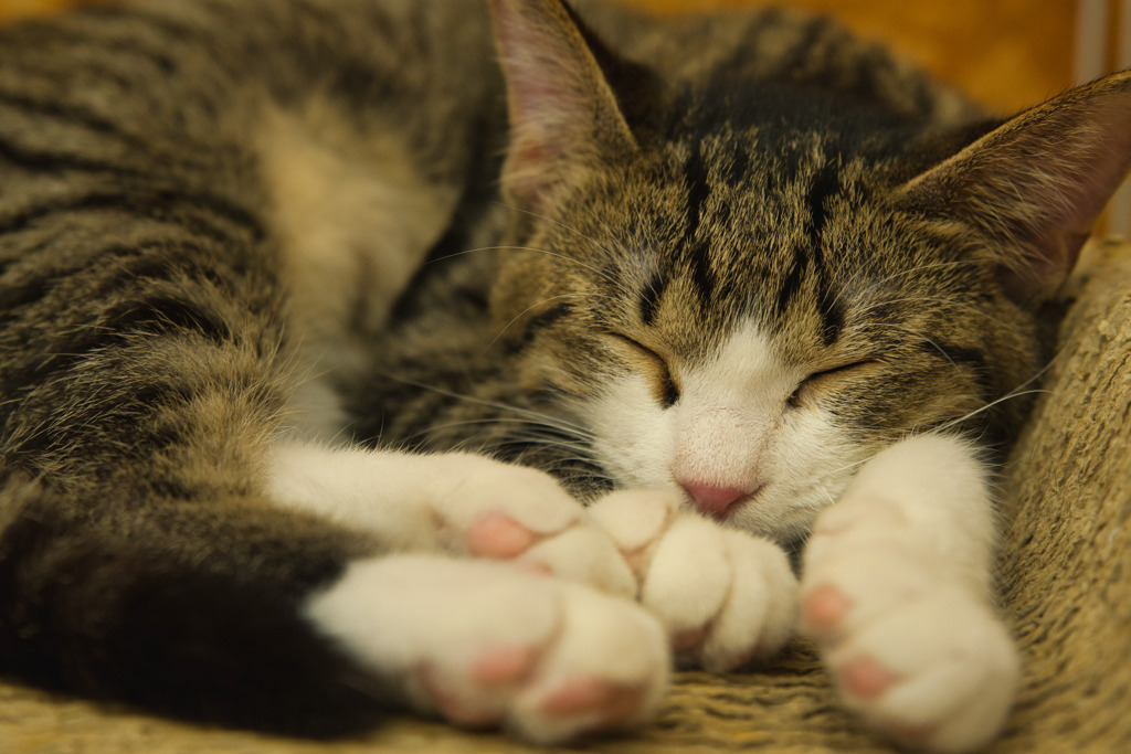 ゆっくり眠れる幸せ