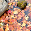 紅葉のパレット