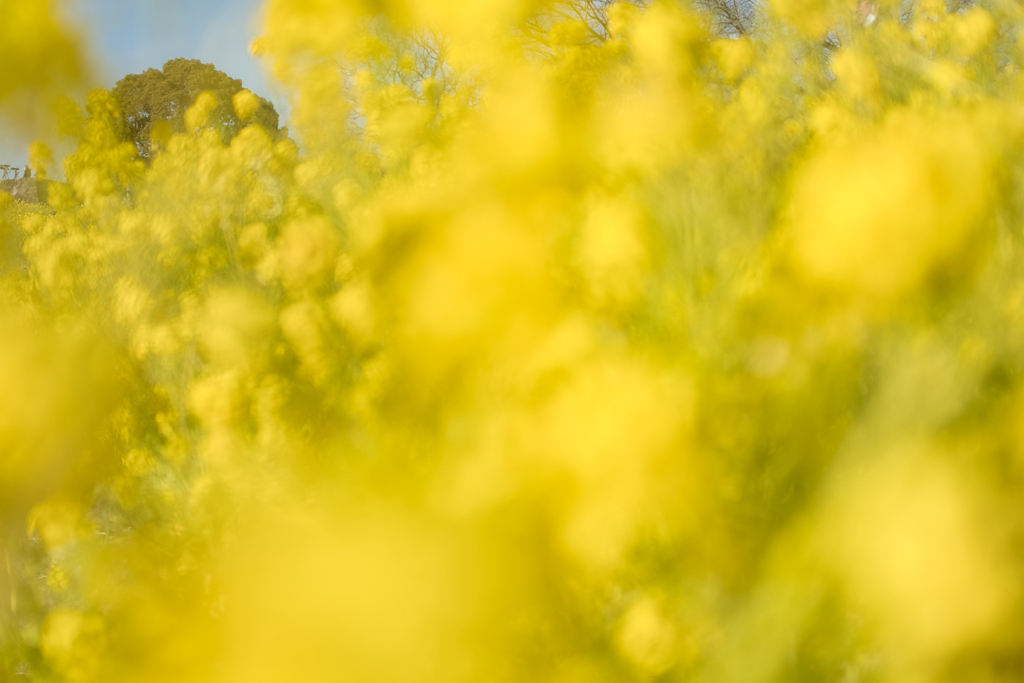 dream in canola blossom