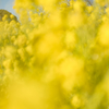 dream in canola blossom