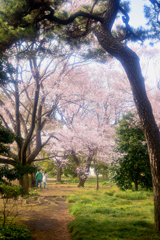 桜の下でお散歩