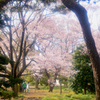 桜の下でお散歩