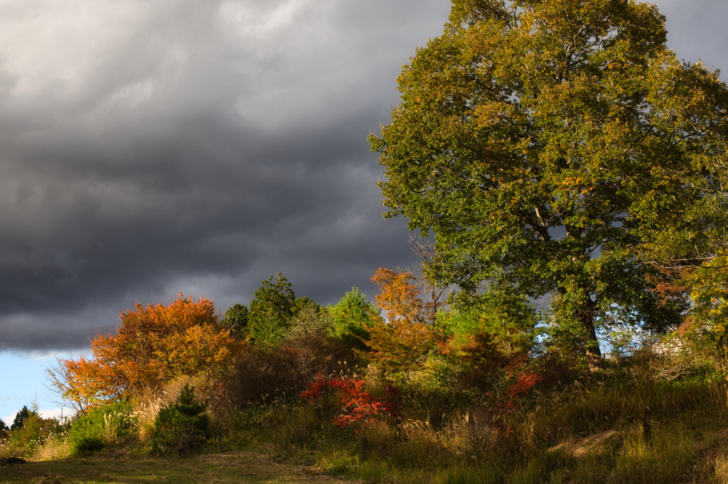 Autumn-colored palette