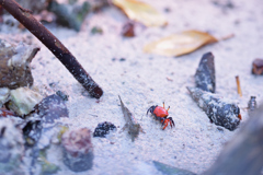 紅一点