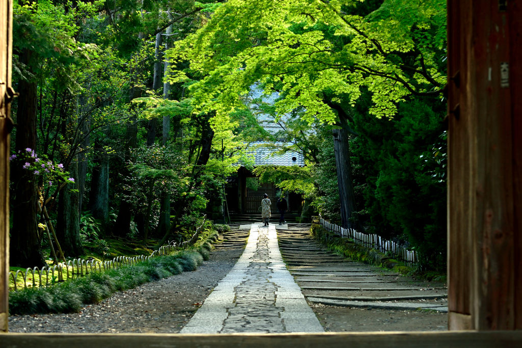 木漏れ日の参道