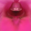 蘭漫5