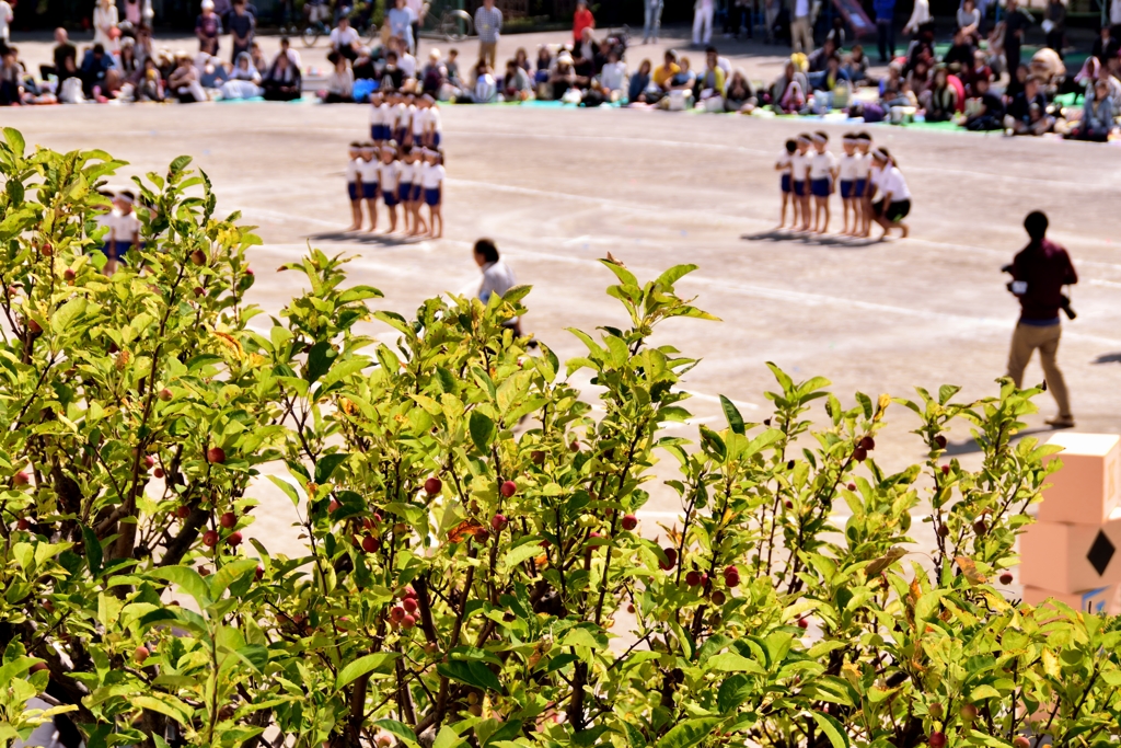 ひめりんごの向こうでは運動会