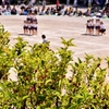 ひめりんごの向こうでは運動会