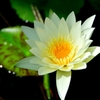 植物園にて４