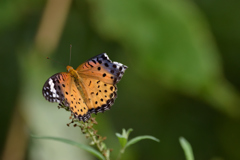 傷ついても羽ばたく