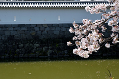 お堀にかかる桜枝