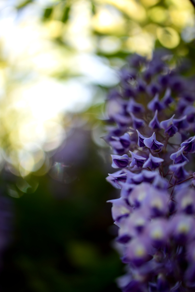 鎌倉で出会った花々2