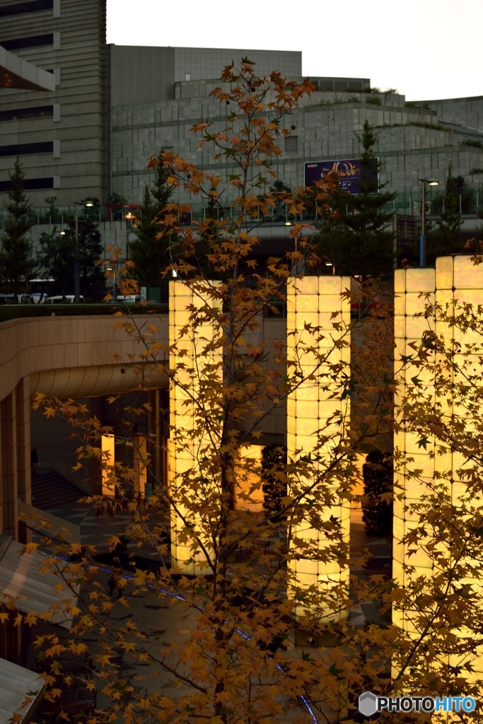 都市の紅葉１