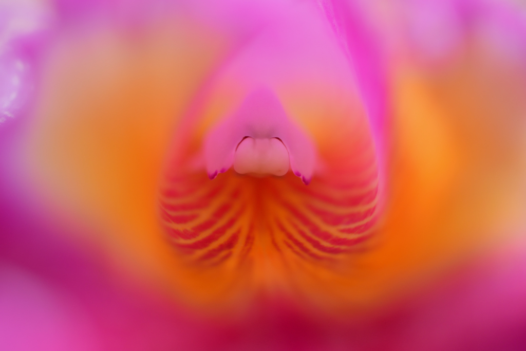 蘭漫1