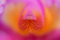 蘭漫1