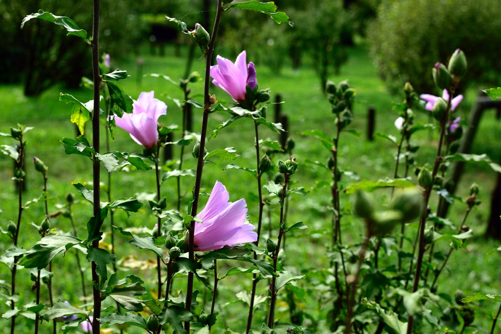 公園の花