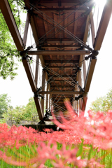 赤絨毯を渡る橋