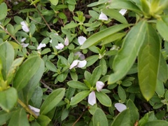 花びら