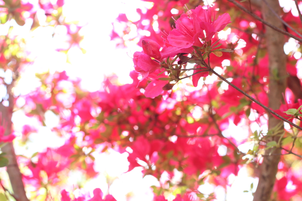 夏紅色