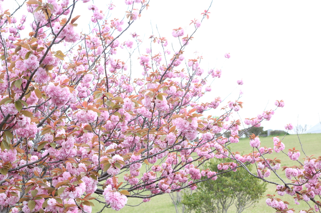 桜の後にもお楽しみ
