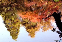 池の中の紅葉