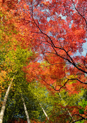 紅葉