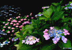 紫陽花(2)